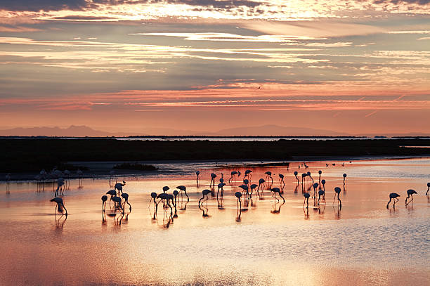 photo camargue